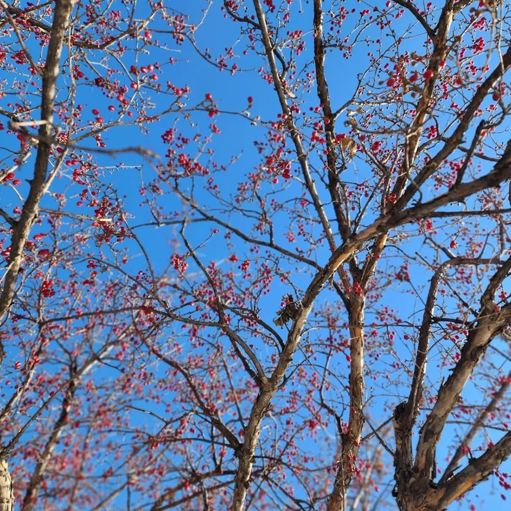 Kornelkirsche, Cornus Officinalis, Obstbaum Säulenobst Kräutersamen Alte Sorten Wildkräuter Kaufen 150Samen