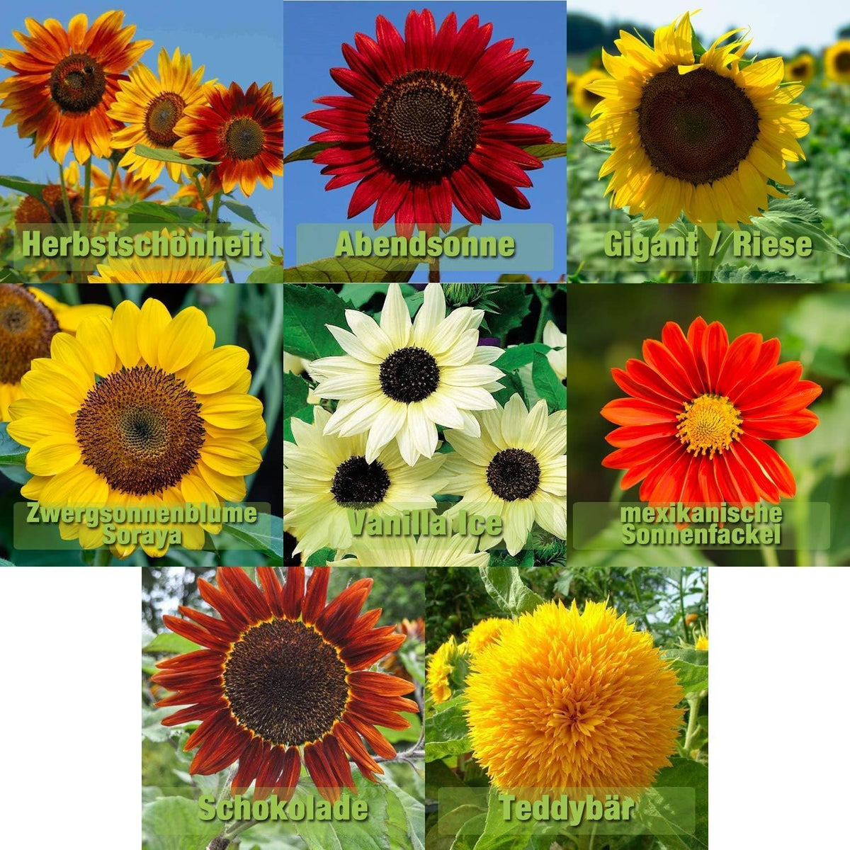 Sonnenblumen Samen Mix 8 Sorten Sonnenblumensamen Riesig bis klein | 10-12 Samen je Sorte | Riesensonnenblume Sommerwiese Schmetterlingsblume Samen geliebt von Hummeln und Bienen