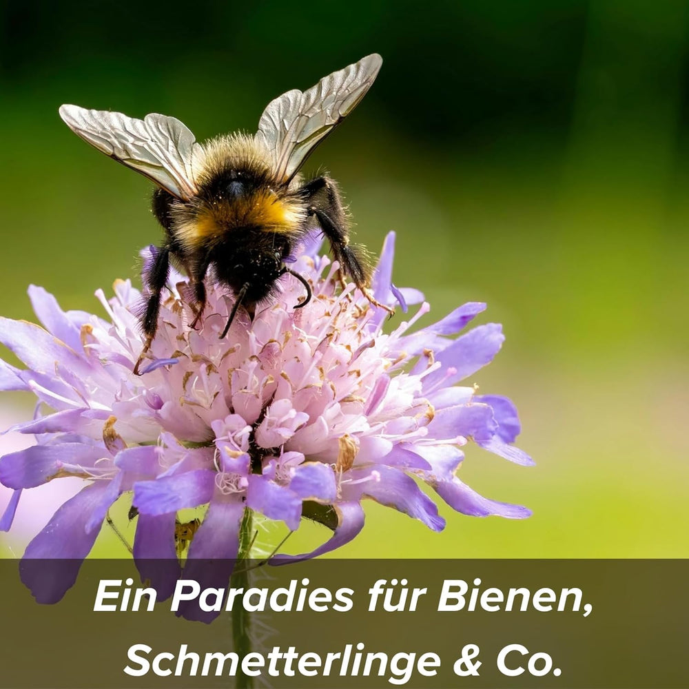 Graines de fleurs enrobées d'argile protectrice pour abeilles et papillons, 400g. Mélange de fleurs sauvages vivaces et résistantes à l'hiver pour 20 m². De belles graines de fleurs sauvages pour un pâturage d’abeilles coloré. Cadeau pour les enfants.