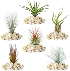 Rêve des jardiniers : 4 vraies plantes de Tillandsia - 4 vraies plantes d'air de Tillandsia - Plantes de terrarium - Plantes de terrarium décoratives - Plantes d'intérieur purificatrices d'air - Plantes décoratives - Plantes réelles