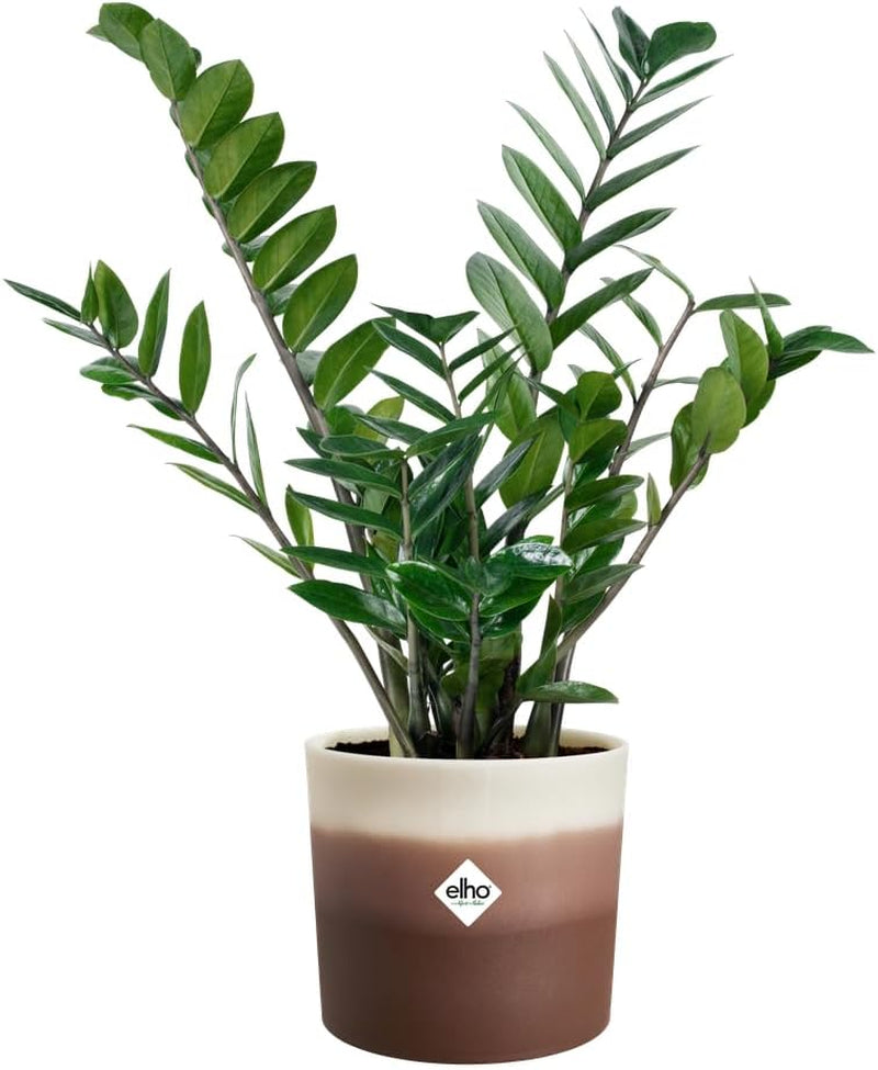 elho Pot rond avec dégradé de couleurs 16 cm - Pots de fleurs d'intérieur - 100% plastique recyclé - Ø 15,9 x H 14,7 - Marron/Marron Cèdre