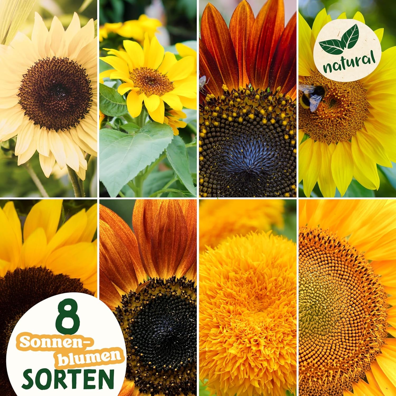 Kit de graines de tournesol - 8 variétés de graines de tournesol - Graines de tournesol dans un kit de plantation pratique - Graines de fleurs d'été, mélange de fleurs sauvages - Graines de fleurs à planter