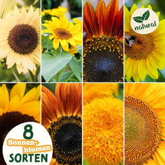 Kit de graines de tournesol - 8 variétés de graines de tournesol - Graines de tournesol dans un kit de plantation pratique - Graines de fleurs d'été, mélange de fleurs sauvages - Graines de fleurs à planter