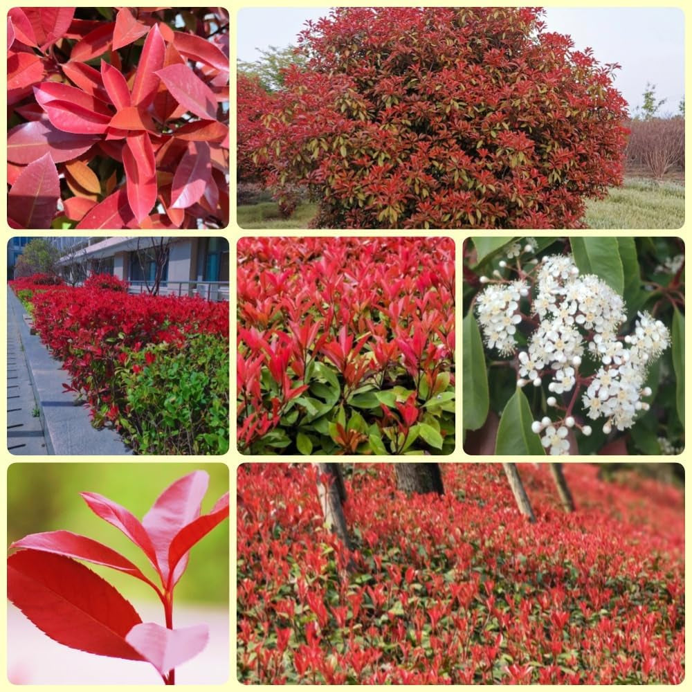 Glanzmispel Red Robin, Garten Photinia Fraseri Red Robin, Blühende Sträucher Winterhart Bio Seltene Balkonpflanzen 700Samen
