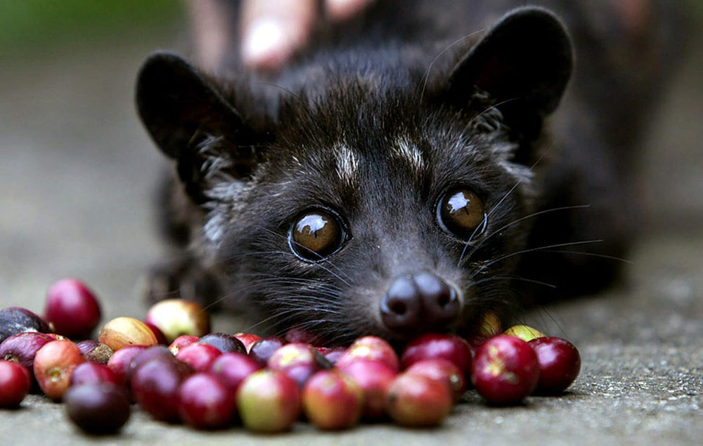 Kopi Luwak Premium (Café issu d'animaux sauvages) - Grains de café torréfiés - Le café le plus rare au monde -