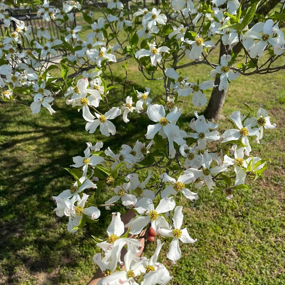 Cornus Kousa, Gartenpflanzen Hartriegel, Garten Blühende Sträucher Winterhart Wildblumensamen Mehrjährig 200Samen