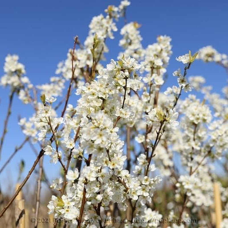 Regina Pflaumen Claudia Gialla - Obstpflanze Alte Frucht Auf Blumentopf 20 - Baum Max 170 Cm – 2 Jahre Anbau Italien