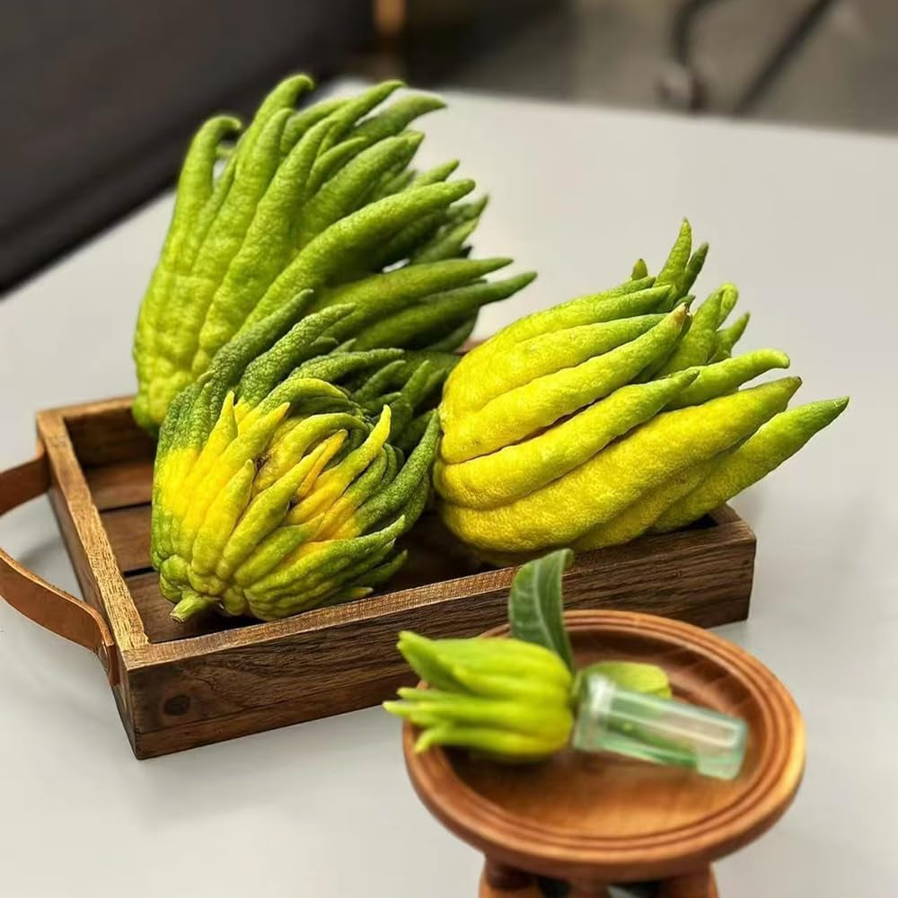 Bergamotte - Obstbaum Buddhas Hand Zitrone Balkon Obstsamen Garten Zitruspflanze Balkonpflanzen Winterhart Säulenobst Bergamotte Dachbegrünung 100Samen