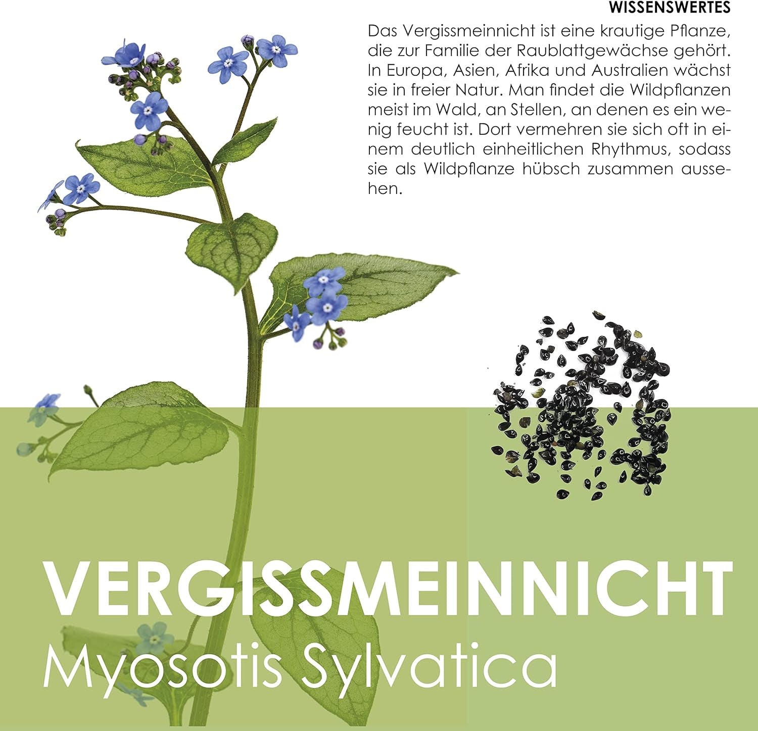 Vergissmeinnicht Samen (Myosotis) - Märchenhafte Blumen mit langer Blütezeit für das Beet, den Balkon und die Terrasse
