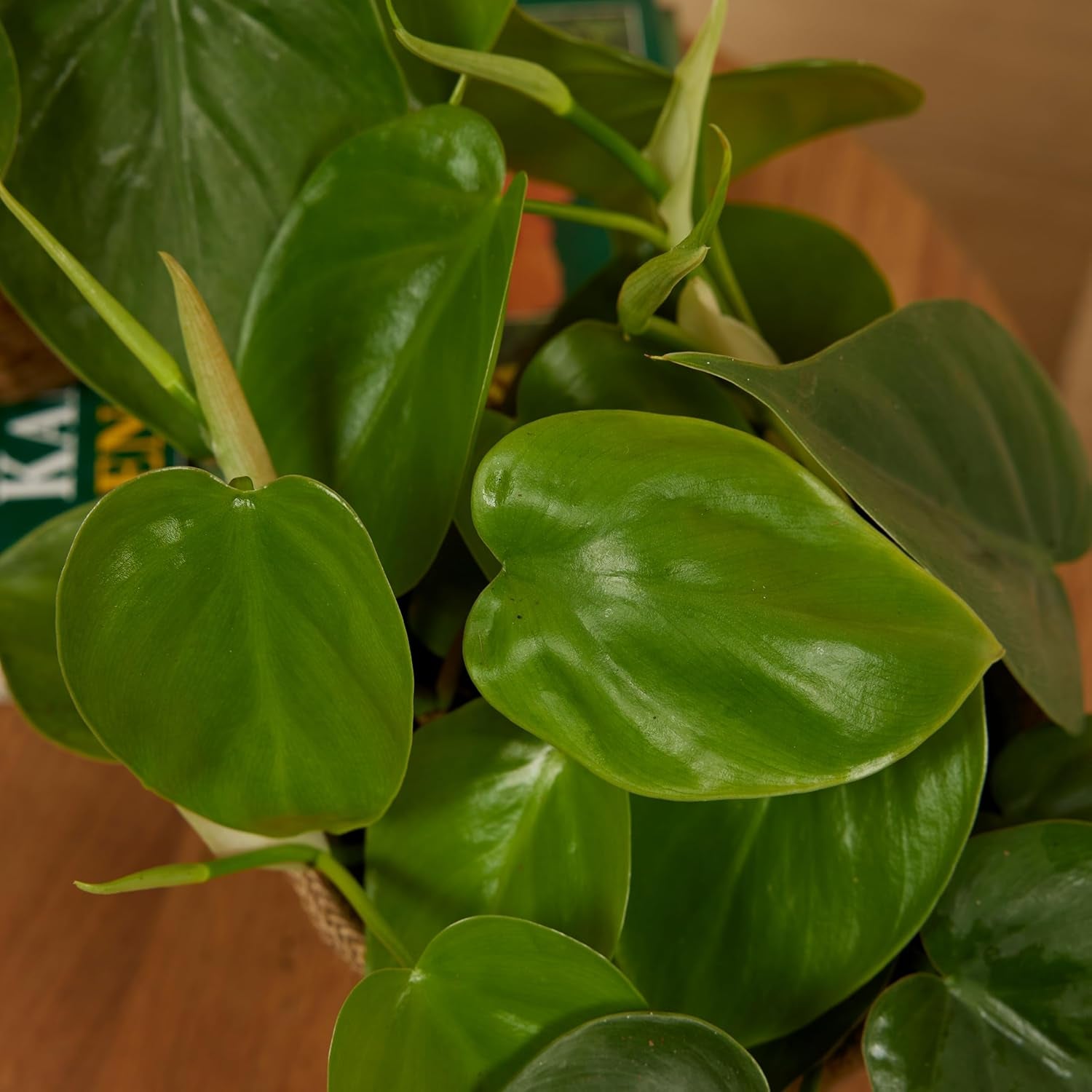 Bloomique - Philodendron Scandens - Hängepflanze - Auch Als Kletterpflanze Geeignet - Zimmerpflanzen - Luftreinigend - Pflegeleicht - 15-20 Cm Hoch - Topf 12 Cm