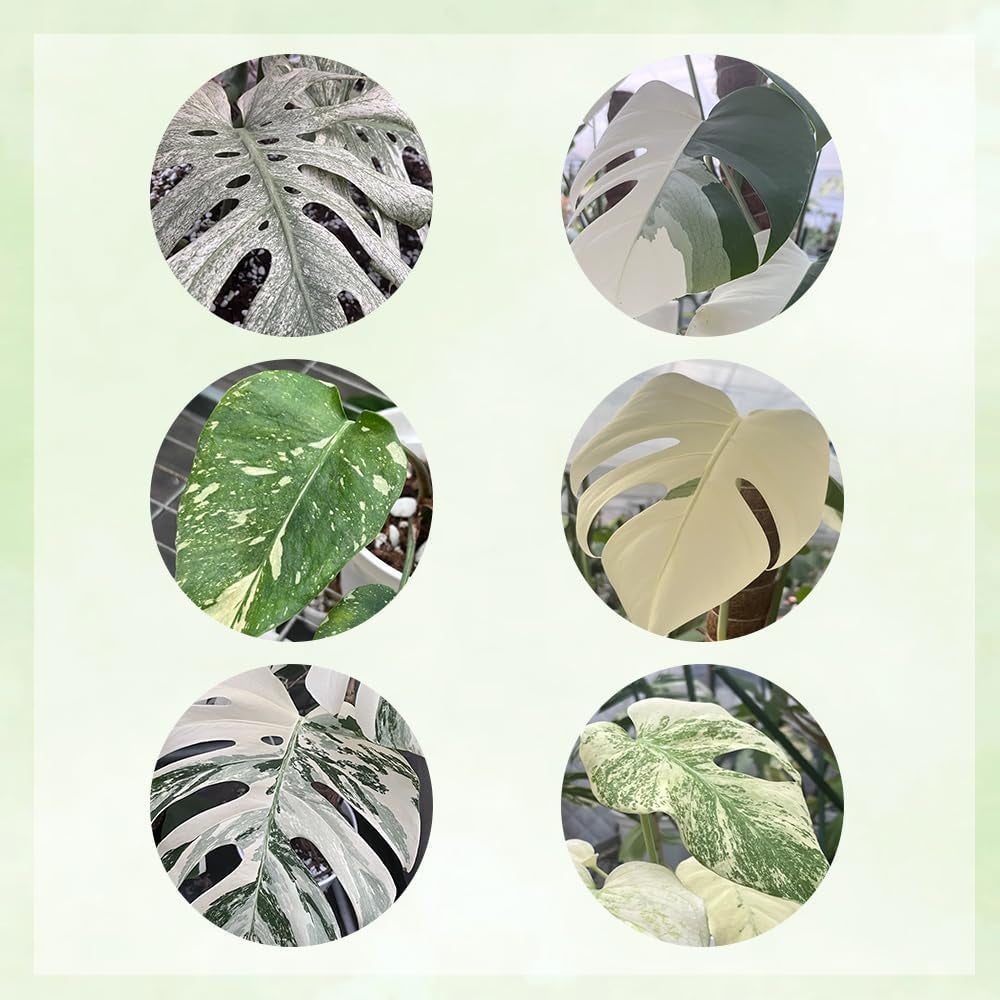 Monsterasamen Selten - Bodendecker Exotische Deko, Balkongewächshäuser Stauden Winterhart Mehrjährig, Garten 20Pcs
