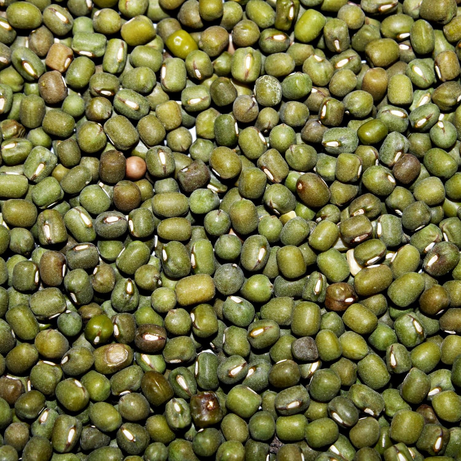 AFROASE - Haricots verts mungo - 1 x 1 kg