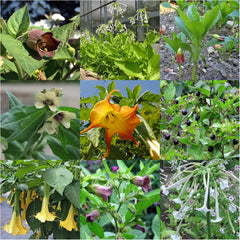 Plantes de prêle légendaires - Ensemble de graines avec 5 plantes magiques