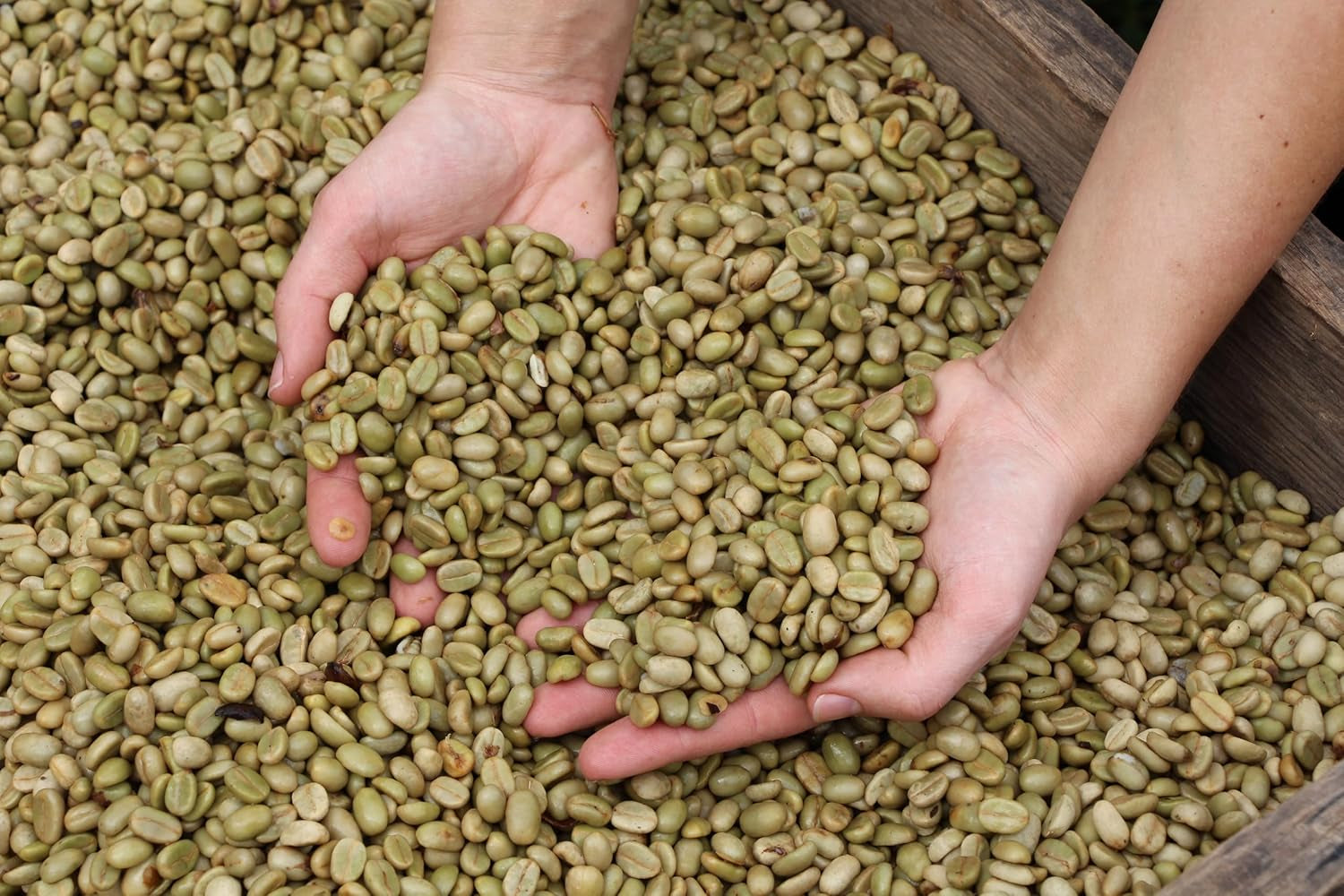 | Echantillon de café en grains 1 kg | Suprême 500g et Arabica Gourmand 500g | Faible acidité | Crème fine | Le meilleur expresso pour machines entièrement automatiques | Coffret dégustation de café