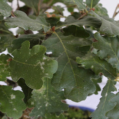 KENTIS - Quercus Pubescens Bonsai - Flaumeiche Bonsai Baum - Eiche - Echte Außenpflanzen - Outdoor Pflanze - Hoch 20-30 Cm Keramiktopf Ø 21 Cm
