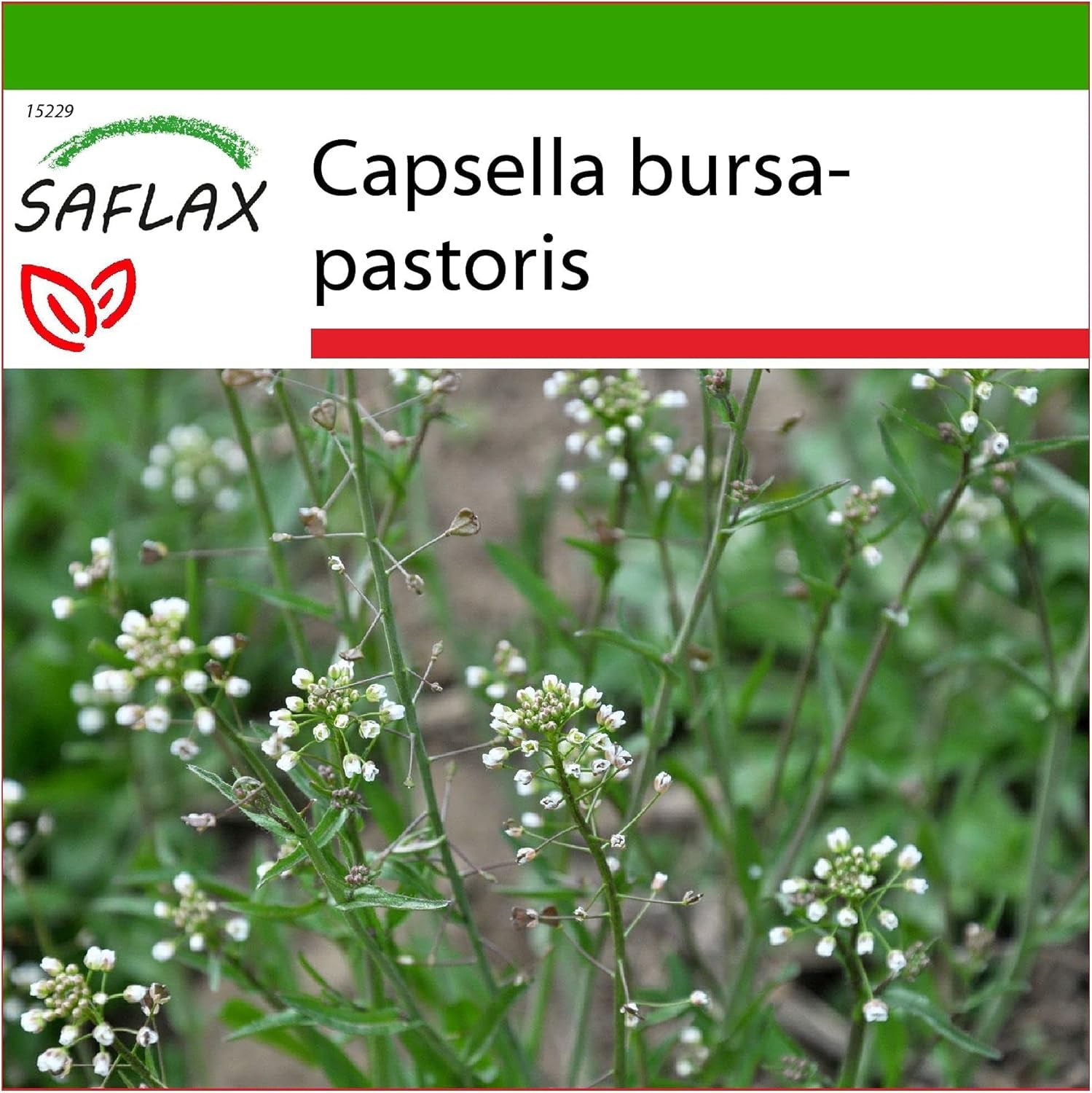 SAFLAX - Heilpflanzen - Hirtentäschel - 1000 Samen - Mit Keimfreiem Anzuchtsubstrat - Capsella Bursa-Pastoris