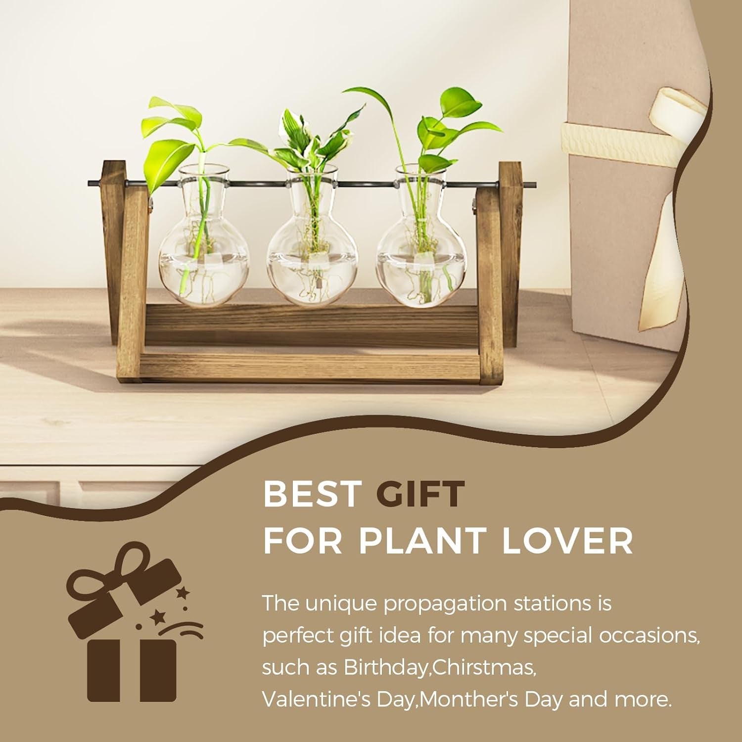 Bamworld Station de propagation hydroponique avec support en bois – 3 vases en verre pour la culture de plantes aquatiques et la décoration de la maison