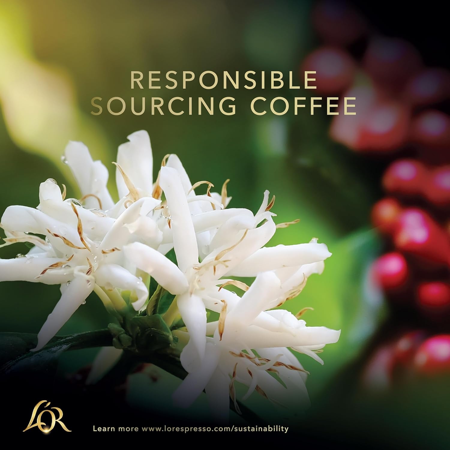 L'OR Barista Kaffeekapseln Ristretto, exclusif pour L'OR Barista Maschinen, 5er Pack, 5 x 10 Kapseln