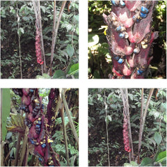 Heliconia Sclerotricha- Spektakuläre Blüten - 10 Samen - Kübelpflanze - Sehr Selten !