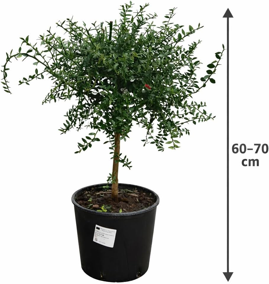 Australische Fingerlimette 60-70 Cm – Kaviar Limette (Caviar-Limette) – Microcitrus Australasica – Exotische Zitrusfrucht Mit Intensiven Aromen – Ideal Für Cocktails, Saucen & Dekoration