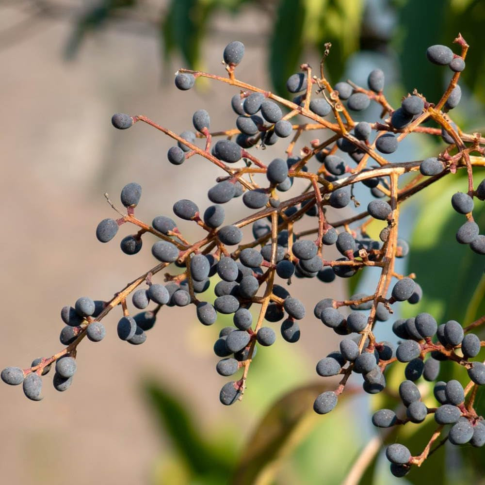 Immergrüner Liguster Gartenpflanzen Winterhart Mehrjährig Ligustrum Lucidum Gartenblumen Sträucher Winterhart Blühend Schnell Wachsende Sträucher Immergrüner Heckenpflanzen 160Samen