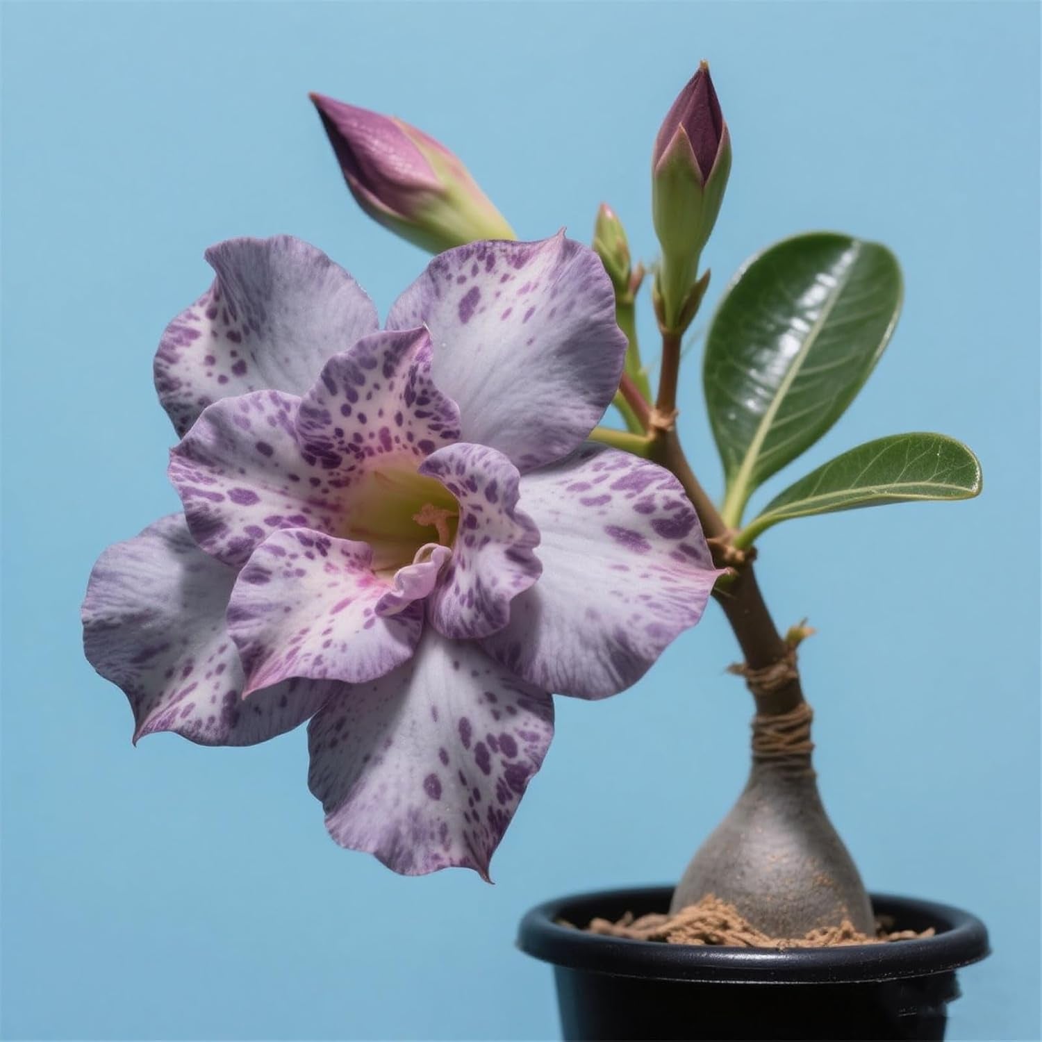 Winterhart pflanzen, Lebende Pflanzen,Mehrjährige Blumenzwiebel ist winterhart, Mysteriöse magische Glühbirne, Blumenzwiebel Mix，3 ans-1 Wüstenrose knollen -G