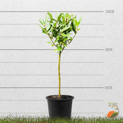 Tropictrees - Laurus Nobilis – Echter Lorbeerbaum Ca. 100 Cm Hoch Inkl. Topf – Winterhart & Immergrün – Mediterrane Kübelpflanze Für Garten, Terrasse & Balkon – Pflegeleicht & Duftet Aromatisch