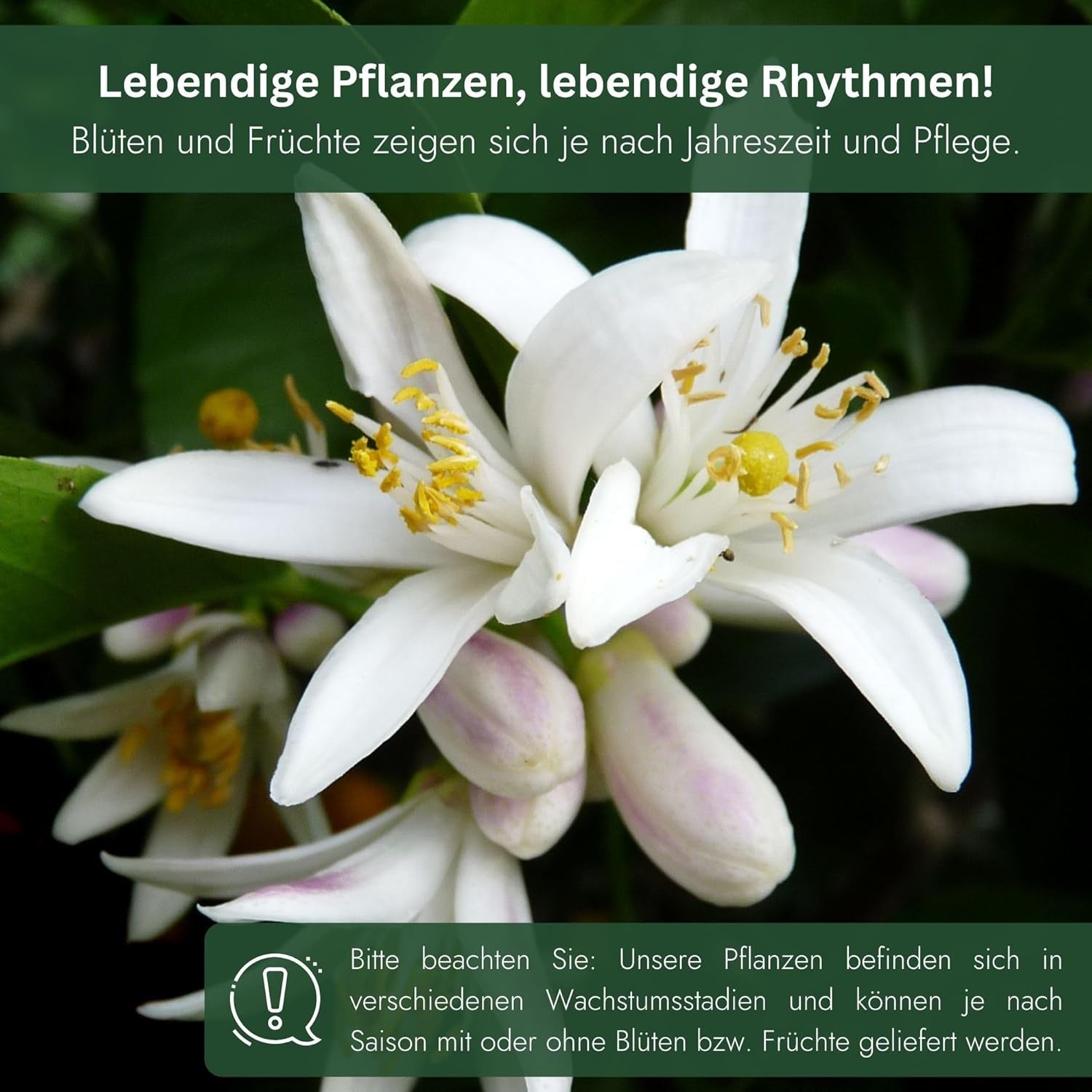 Orange de My Oranjeria - orange vraie - plante d'agrumes - Citrus sinensis - Orange - orange greffée pour jardiniers (Mezzo [M])