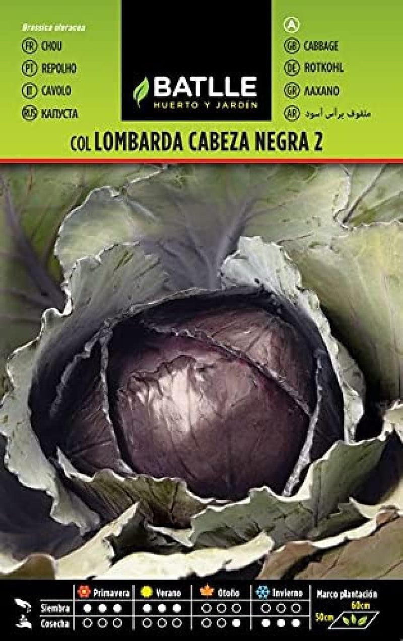 Batlle Gemüsesamen - Früh Wirsingkohl - 7 Wochen Rapit (3000 Samen)