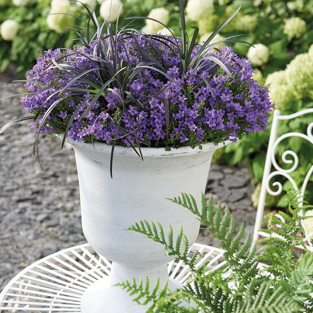 Campanula Addenda - Glockenblume Lila Topfgröße 12Cm - Mehrjährig - Winterhart