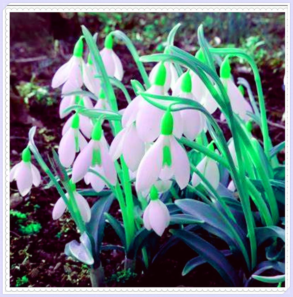 Mélange de bulbes de fleurs, ampoule magique mystère, plantation rustique, bulbe de fleurs vivaces résistant à l’hiver, bulbes rustiques - 3 bulbes d’orchidées