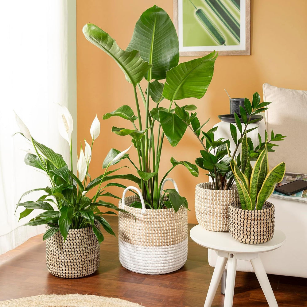 Scheurich Seagrass 17, pot panier/pot panier jonc de mer, couleur : blanc, diamètre 17 cm, hauteur 16 cm, volume 3,5 l.