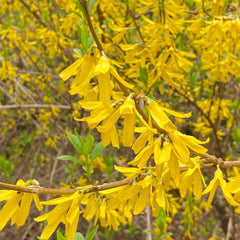 Forsythiesamen - Garten Alte Sorten, Bio Winterhart Bodendecker 100Pcs