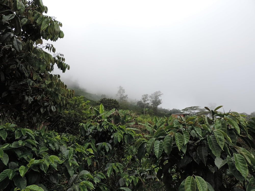 Café de spécialité Colombie, 1 kg, grains de café de spécialité, fraîchement torréfiés, pour expresso et Italie, producteur Gomez-Pinwand