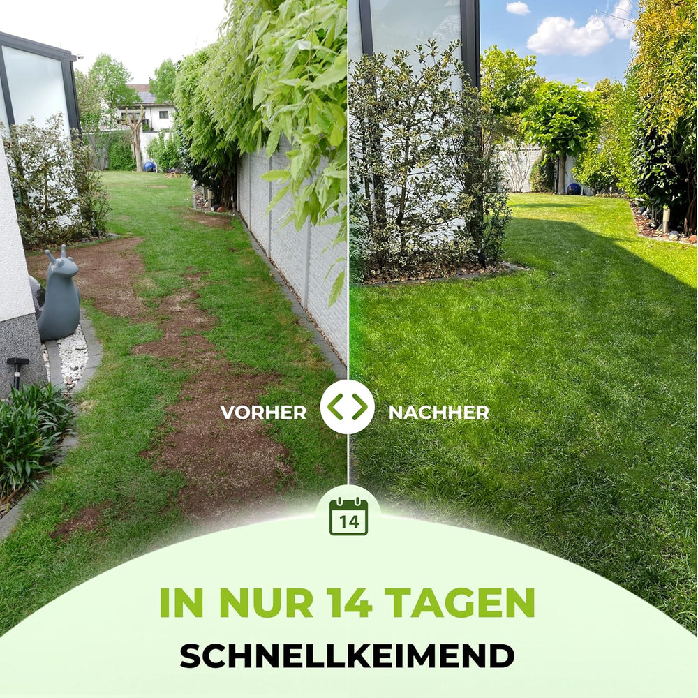 Terrauno - Rasensamen Schnellkeimend I Nachsaat Rasen I Extrem Hohe Keimrate I 1 Kg Für 50 M² I Rasensamen Trockenresistent Zur Schnellen Lückenschließung I Rasennachsaat RSM Qualität