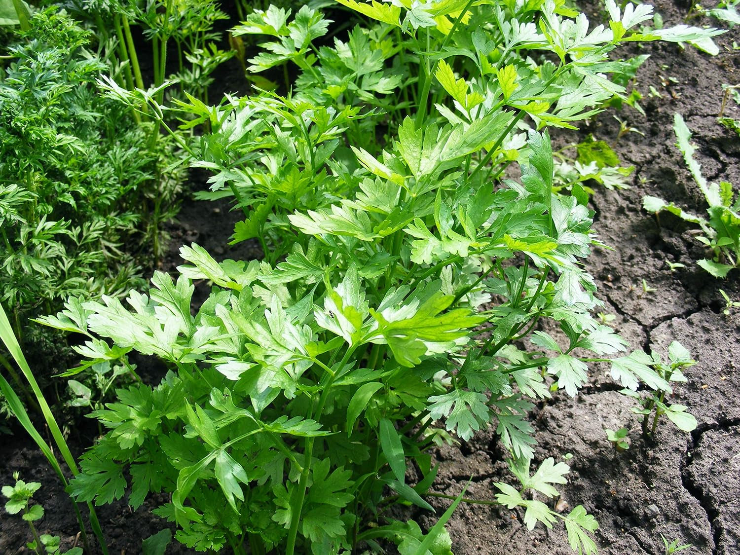 50 Selleriesamen (Apium Graveolens)
