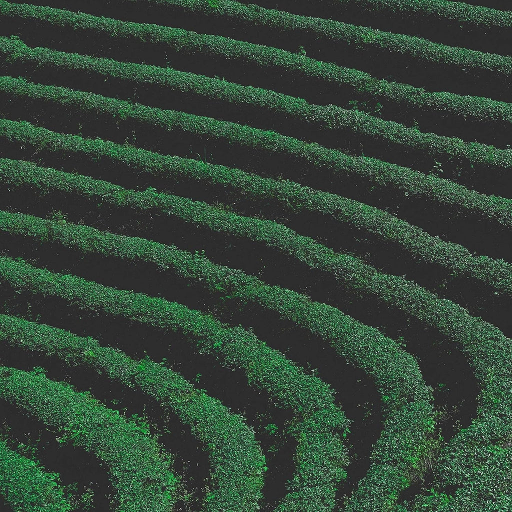 Milky Oolong Ceai verde taiwanez - Ceai verde direct de la fermierii din Taiwan - Lăptos, cremos și ușor (100 grame)