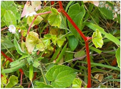 Stk - 10X Begonia Aequatorialis Ziersträucher Garten Pflanzen - Samen ID338 -