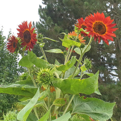 Kit cadeau de culture de plantes - Tournesol Sunset, comprenant des pots, un substrat et des instructions de culture
