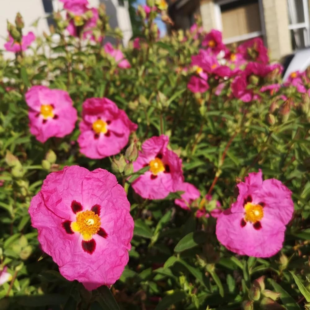 Zistrose Exotische Bio Grünpflanzen Cistus Creticus Deko Wohnzimmer Balkon Topfpflanzen Nachhaltige Geschenke Zimmerbonsai Schnittblumen Hecken Sträucher Herbst Deko Gartendeko Für 130Samen