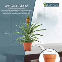 Zimmerpflanzen Set 2Er - 2X Ananas Comosus - Bromelia - Pflanzen Höhe +/- 45Cm Inkl. Topf Ø 12Cm - Aus Professioneller Zucht - Grünpflanzen Zimmerpflanzen - Topfpflanzen Echt