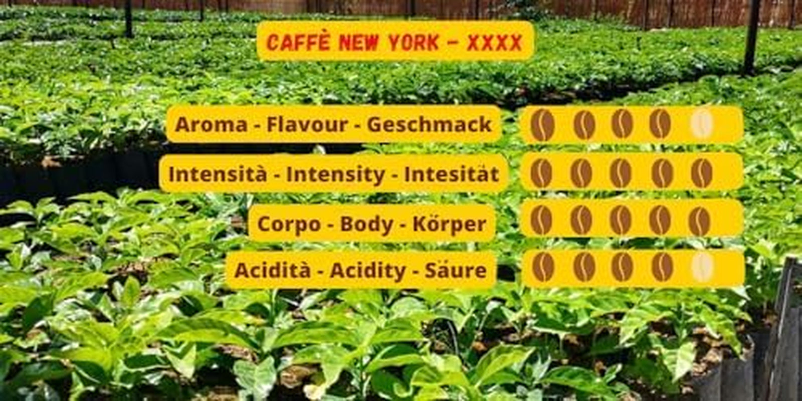 Caffè New York - XXXX - Café en grains, arôme intense mais fin, Arabica et torréfaction moyenne, robuste, à moudre, expresso italien, mélange de bar - haute qualité depuis 1930 - 1 kg, en grains