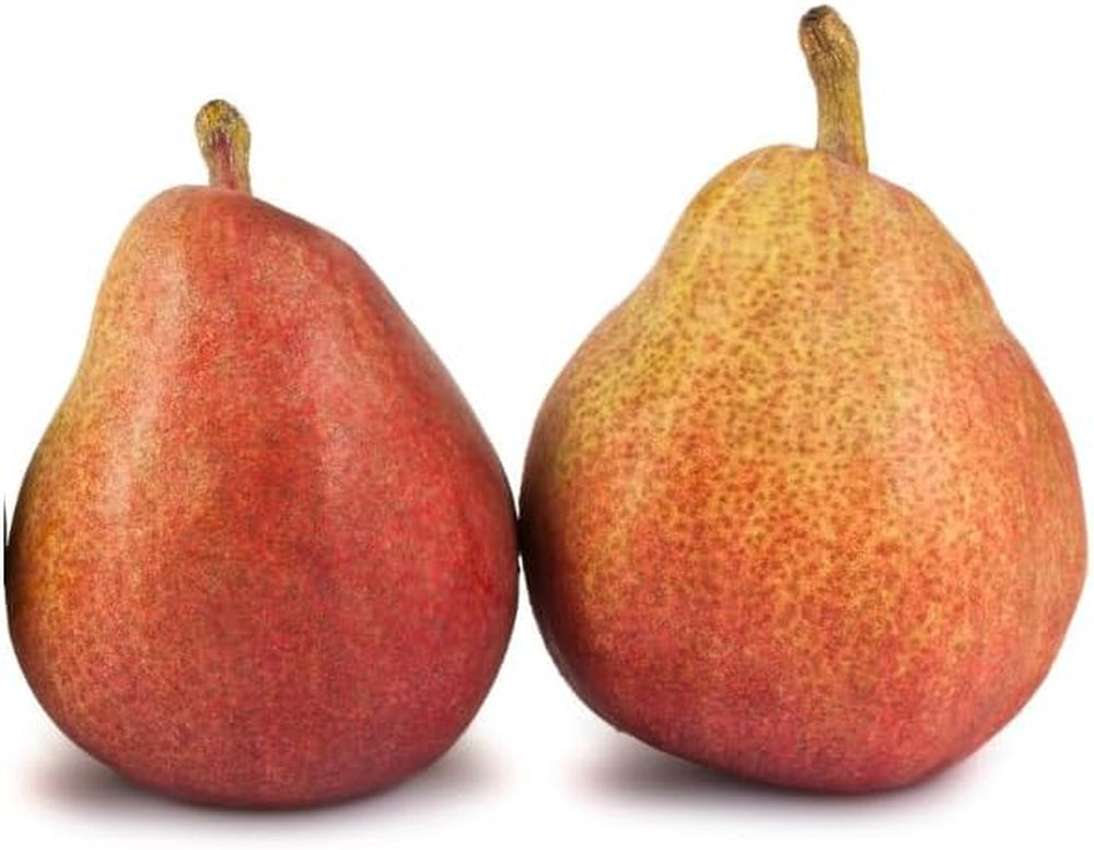 Birnbaum Birne Früh Von Fiorano - Obstpflanzen Auf Blumentopf Einer Vase Von 26 - Baum Max 200 Cm – 4 Jahre Anbau Italien