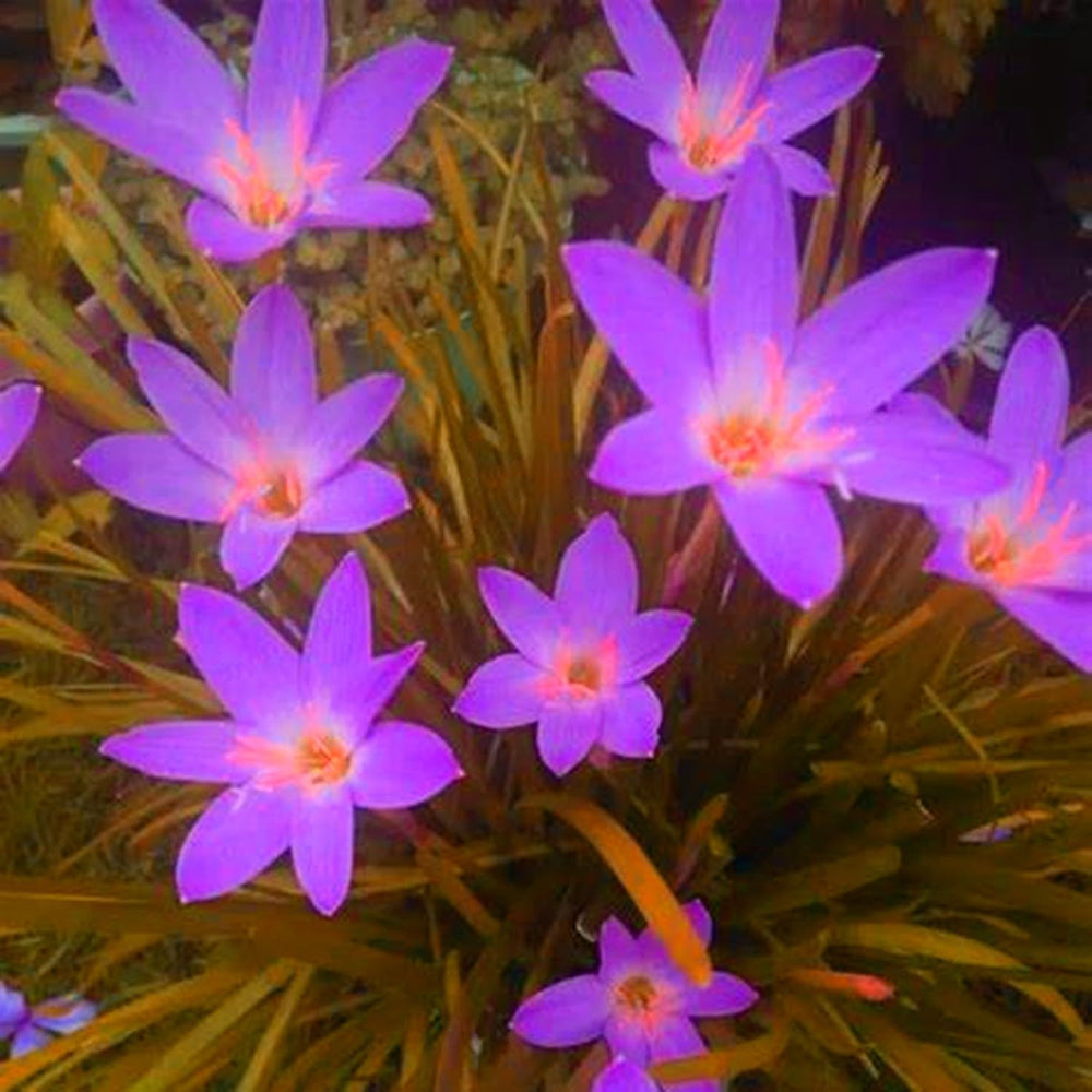 Mélange de bulbes de fleurs, ampoule magique mystère, plantation rustique, bulbe de fleurs vivaces résistant à l’hiver, bulbes rustiques - 3 bulbes d’orchidées