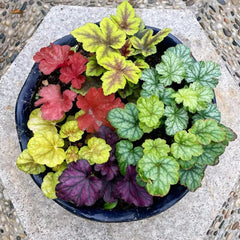 Heuchera Deko Wohnzimmer Frühlingsblumen Purpurglöckchen Kaufen Immergrüne Sträucher Hecken Heilkräuter Garten Geschenk Schnell Wachsende Sträucher Blumenwiese Für Sonnige 400Samen