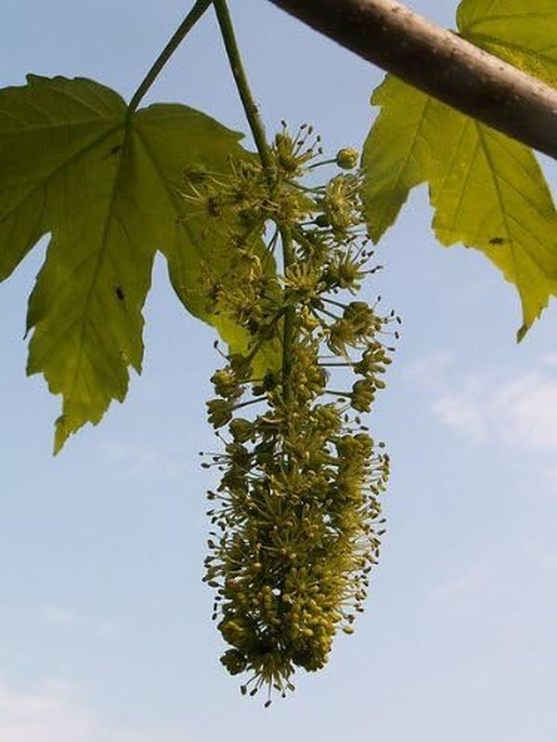 Berg-Ahorn (Acer Pseudoplatanus) 50 Samen (Heimischer Baum - Winterhart)