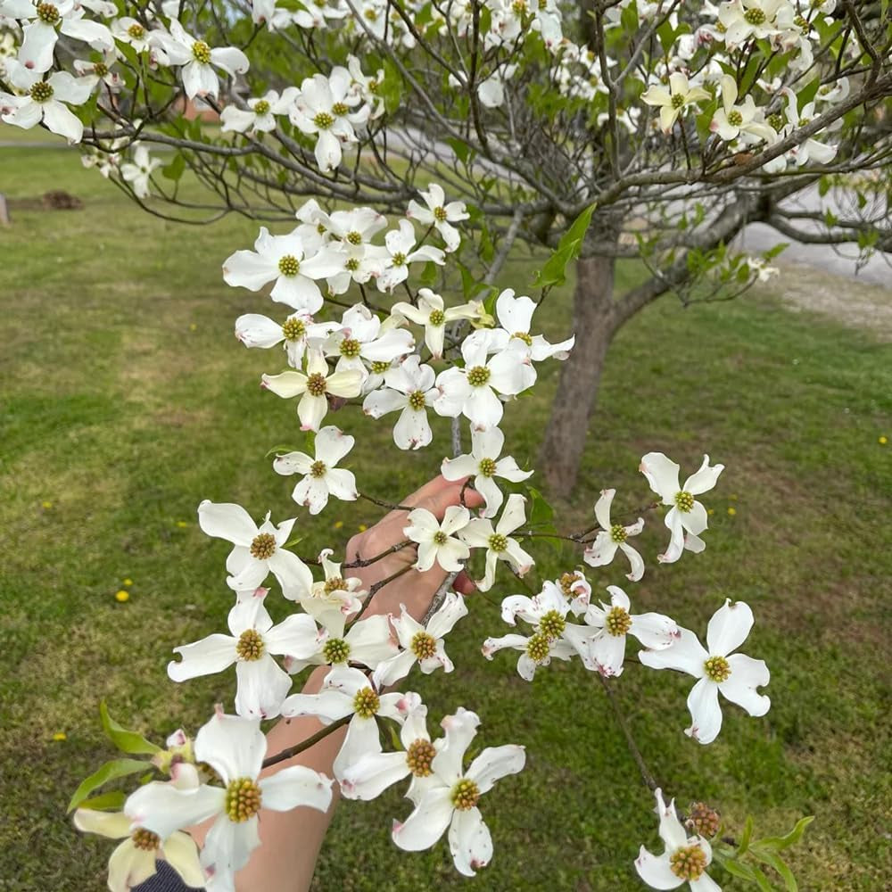 Cornus Kousa, Gartenpflanzen Hartriegel, Garten Blühende Sträucher Winterhart Wildblumensamen Mehrjährig 200Samen