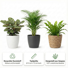Vdvelde.Com - Luftreinigende Pflanzen Anthrazit 6 - Tierfreundliche Grüne Zimmerpflanzen - Einfacher Und Geringer Lichtbedarf - Ø12 Cm ↥Ca.40 Cm