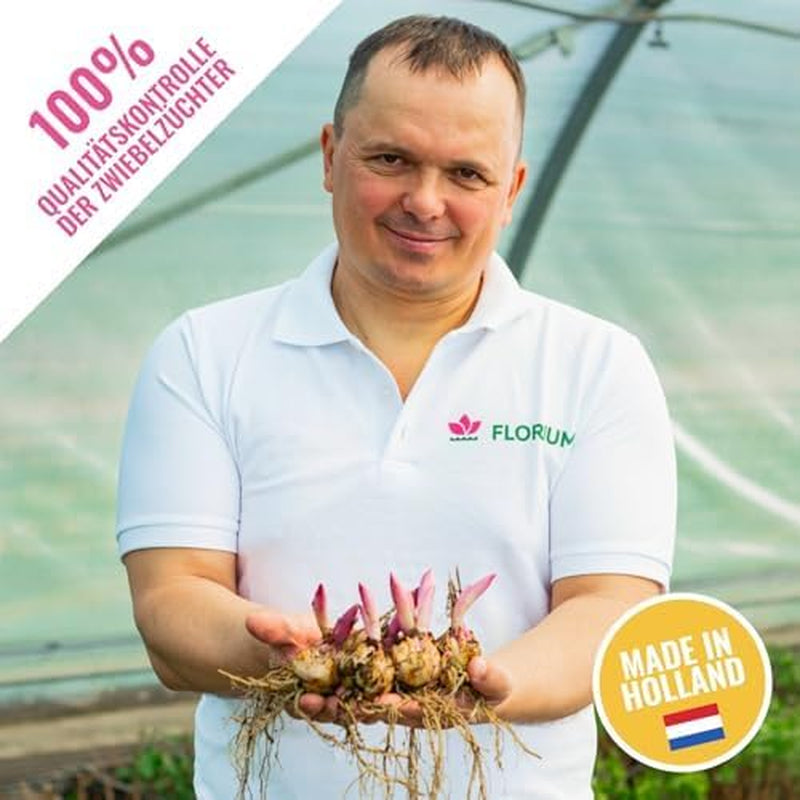 Collection de bulbes de lys géants (15 bulbes de fleurs), 5 variétés parfumées, 5 de chaque couleur, mélange de plantes vivaces hollandaises pour le jardin (grands bulbes, sans pépins)