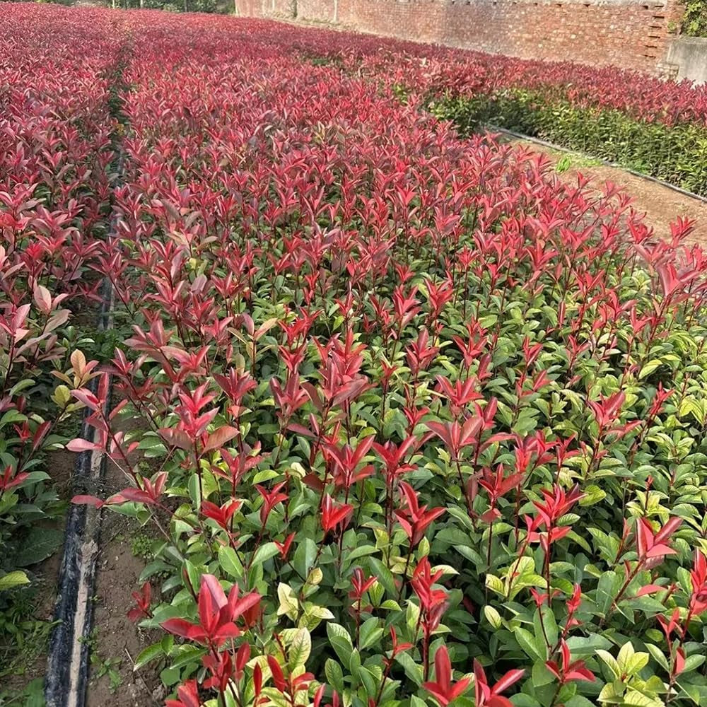 Rote Glanzmispelsamen, Red Robinsamen, Blumensamen Balkon Bodendecker Winterhart Exotische Kübelpflanzen 150Pcs